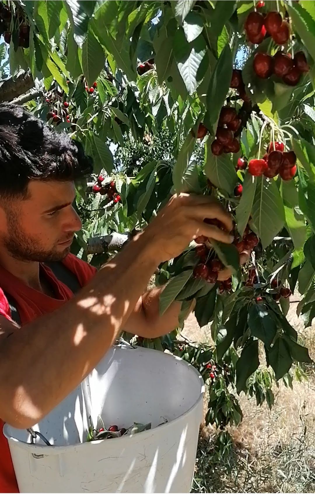 Christos Mitsanis
